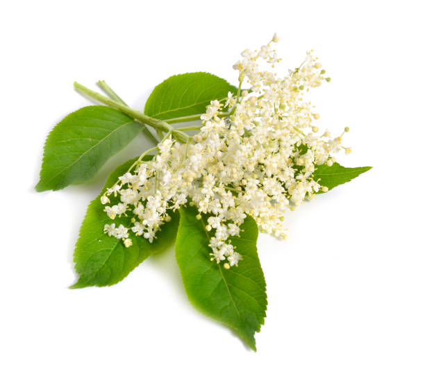 istock Elderberry flower and leaves isolated on white backgroun 967647086