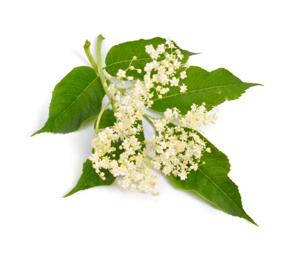 istock Elderberry flower and leaves isolated on white backgroun 967647904