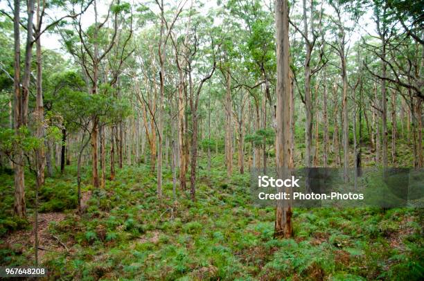 Boranup Forest Stock Photo - Download Image Now - Boranup Forest, Australia, Bush