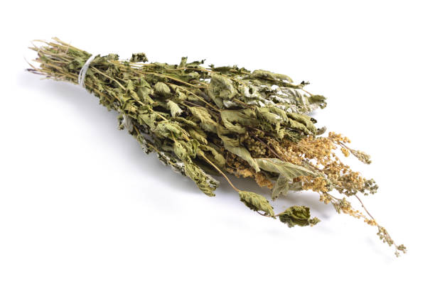 istock Dried medicinal herbs raw materials isolated on white. Filipendula ulmaria 967652062
