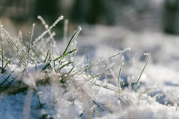 istock Green grass in the snow 967652128