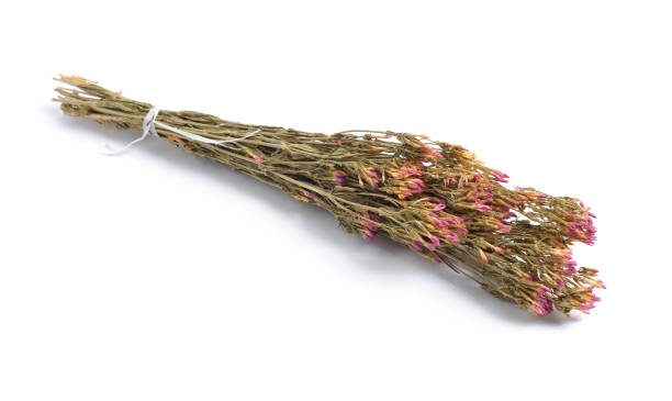 istock Dried medicinal herbs raw materials isolated on white. Centaurium (Centaury). 967652308