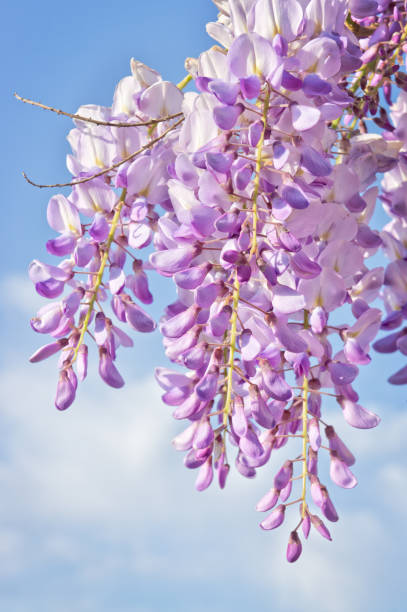 istock Bloom wisteria flower 967652758