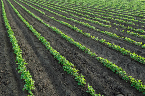 istock Green soy plant in agricultural field. 967655950