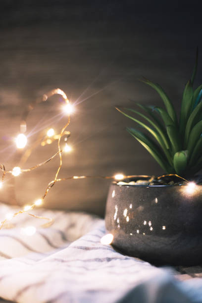 istock Pot Plant and Fairy Lights 967659262