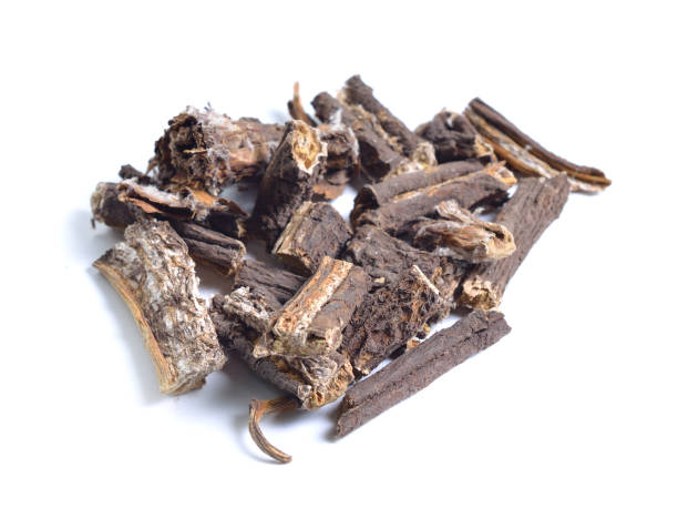 istock Dried medicinal herbs raw materials isolated on white. Root of Arctium, known as burdock 967659460