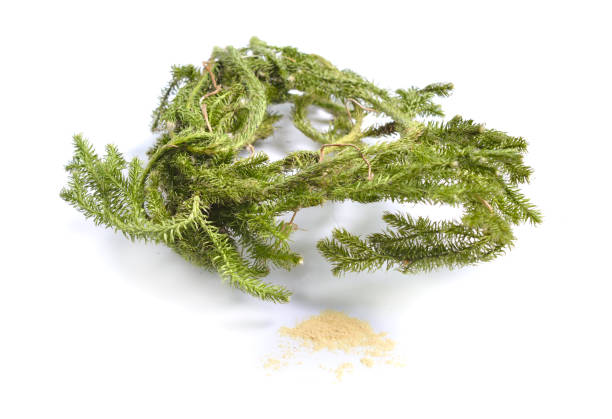 Dried medicinal herbs raw materials isolated on white. Plant with powder of Lycopodium clavatum Dried medicinal herbs raw materials isolated on white. Plant with powder of Lycopodium clavatum, club moss, stag's-horn clubmoss, running clubmoss or ground pine lycopodiaceae photos stock pictures, royalty-free photos & images