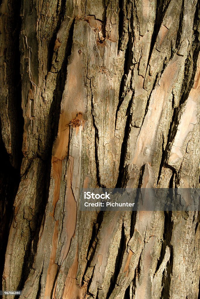 Écorce d'arbre - Photo de Arbre libre de droits