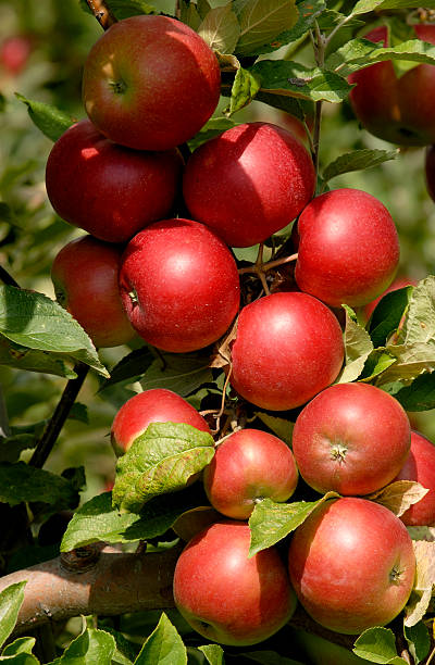 Apples On A Tree stock photo