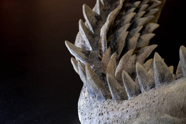 ภาพระยะใกล้ของฉลาม megalodon - ฟันฉลามที่ใหญ่ที่สุดบนพื้นหลังสีดํา - เม็กกาโลดอน ภาพสต็อก ภาพถ่ายและรูปภาพปลอดค่าลิขสิทธิ์
