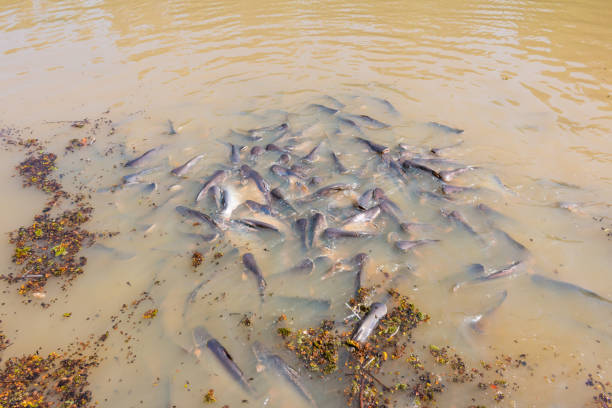 istock Iridescent shark, Striped catfish, Sutchi catfish Fish are eating crowd. 967672890