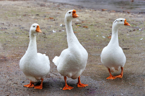 istock Side view of white goose. 967673136