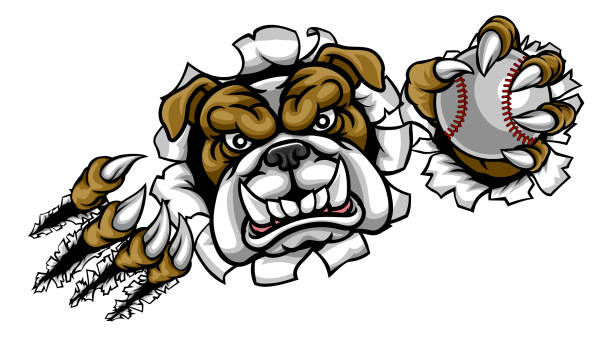 illustrazioni stock, clip art, cartoni animati e icone di tendenza di mascotte sportiva bulldog baseball - baseballs baseball breaking broken