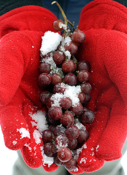 Ice Wine Grapes stock photo
