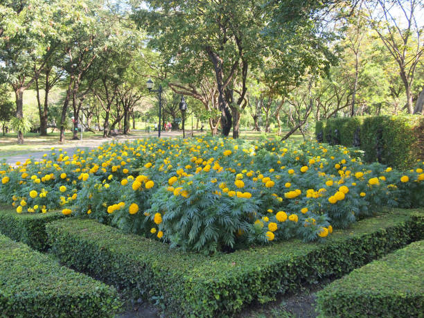 istock Yellow flower with green background 967678686