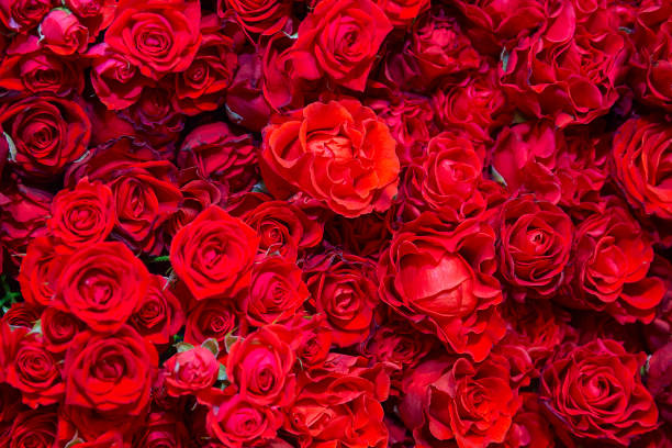 Celebratory background of beautiful red roses. Flowers stock photo