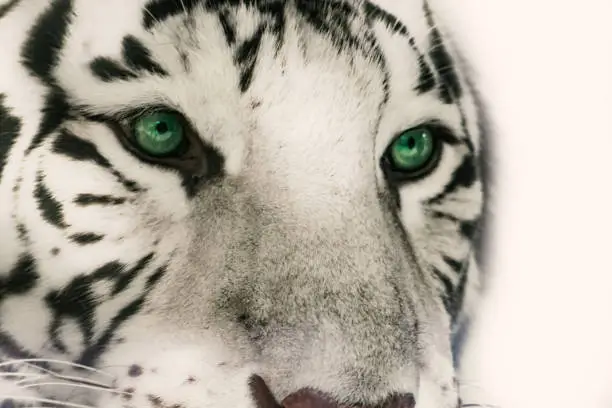 Photo of Head white tiger with significant green eyes