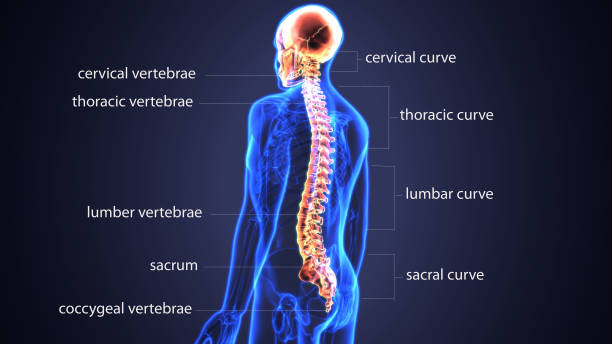 illustrazione 3d di skull with spinal cord anatomy - human vertebra foto e immagini stock