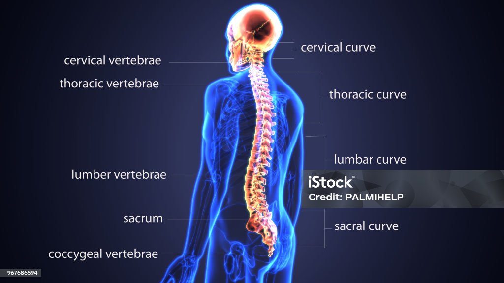 3d Illustration Of Skull With Spinal Cord Anatomy Stock Photo - Download Image Now - Spine - Body Part, Anatomy, Diagram - iStock 3d Illustration Of Skull With Spinal Cord Anatomy Stock Photo - Download Image Now - Spine - Body Part, Anatomy, Diagram - iStock