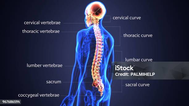 3d Illustration Of Skull With Spinal Cord Anatomy Stock Photo - Download Image Now - Spine - Body Part, Anatomy, Diagram