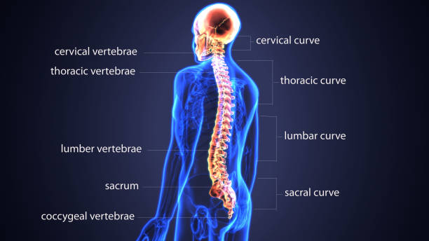 ilustração 3d do crânio com anatomia da medula espinhal - human vertebra - fotografias e filmes do acervo