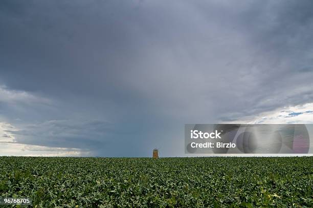 Hay Moinho Sob A Tempestade - Fotografias de stock e mais imagens de Campo agrícola - Campo agrícola, Chuva, Couve-flor