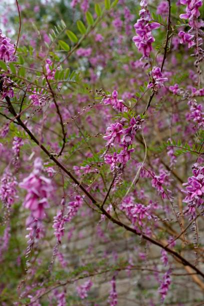 Close-up of a deciduous shrub called 'Indigofera pendula', which has pink-purple flowers similar in shape to wisteria, growing against a brick wall in England in late May Berkshire, England - May 28, 2018: Indigofera pendula is a large shrub which usually flowers in mid-summer, with distinctive pink-purple flower heads. indigo plant photos stock pictures, royalty-free photos & images