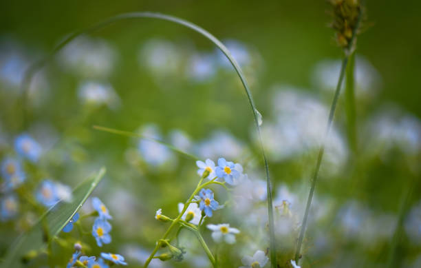 istock Flowers and wild flowers 967691160