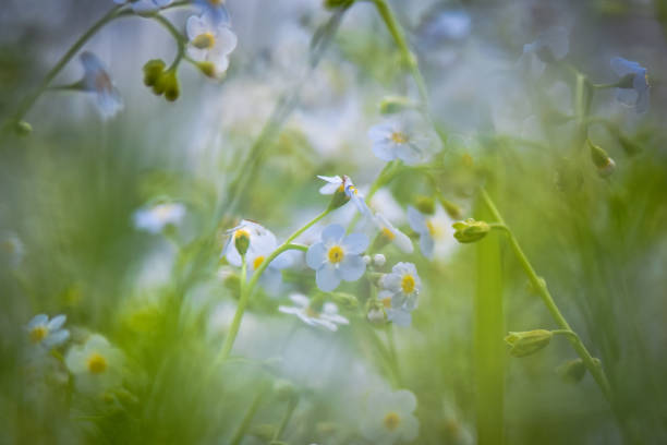 istock Flowers and wild flowers 967691490