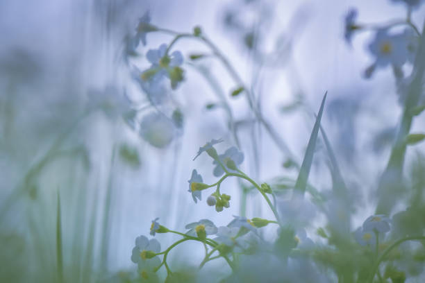 istock Flowers and wild flowers 967691492