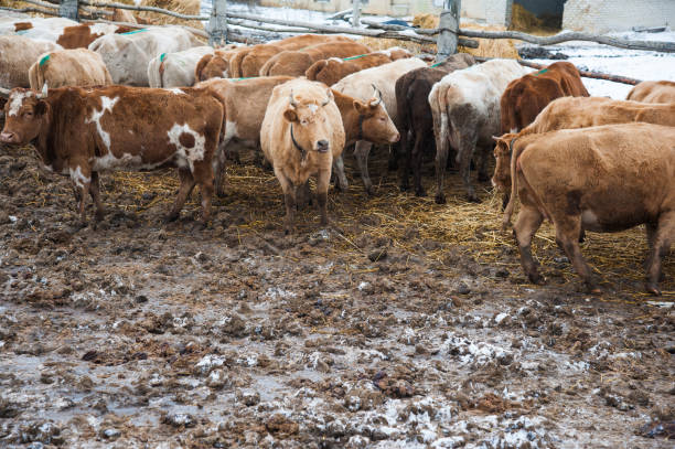 istock Cows on a farm in the winter 967691722