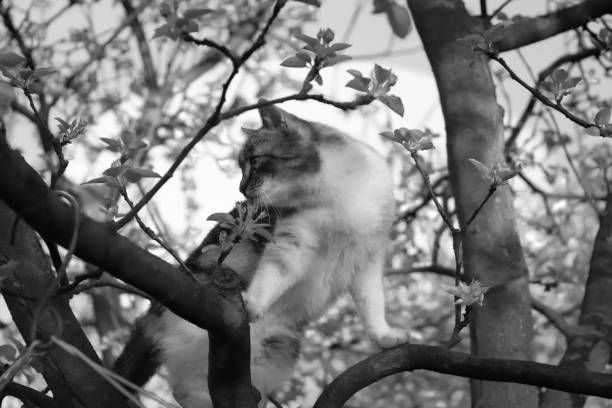 Animals close-up photography. Red-haired cat hiding in the garden.