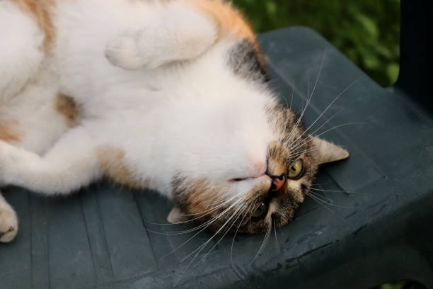 istock A tired cat lying on the plasti chair 967696602
