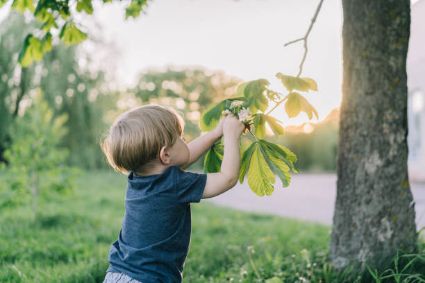 Little Caucasian boy playing with leaves on tree outdoors