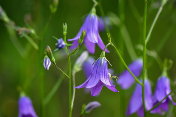 istock Flowers and wild flowers 967697710