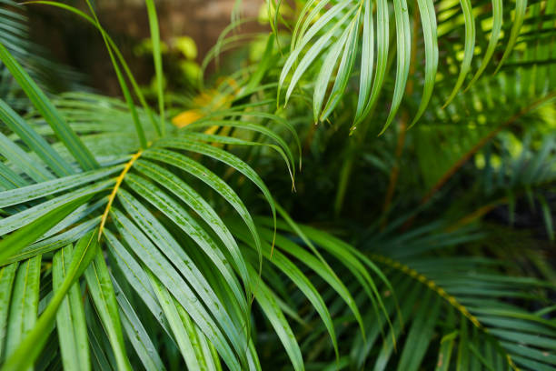 istock Exotic palm leaves background photo 967701408