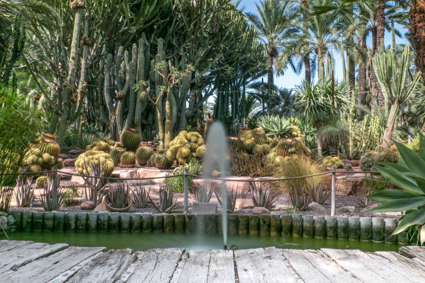 la palma jardín de huerto del cura en elche en españa. en primer plano hay un muelle de madera, luego una fuente, y varias especies de cactus y palmeras. - elche españa fotografías e imágenes de stock