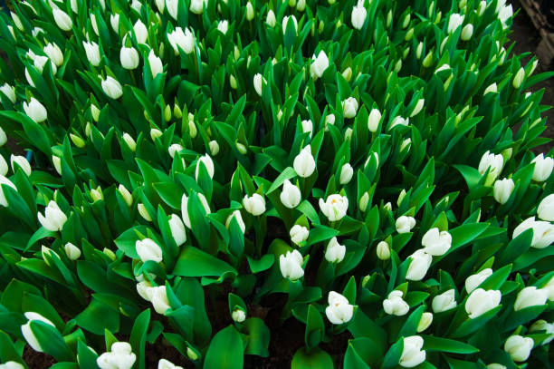 istock Spring scene of tulip field 967705238