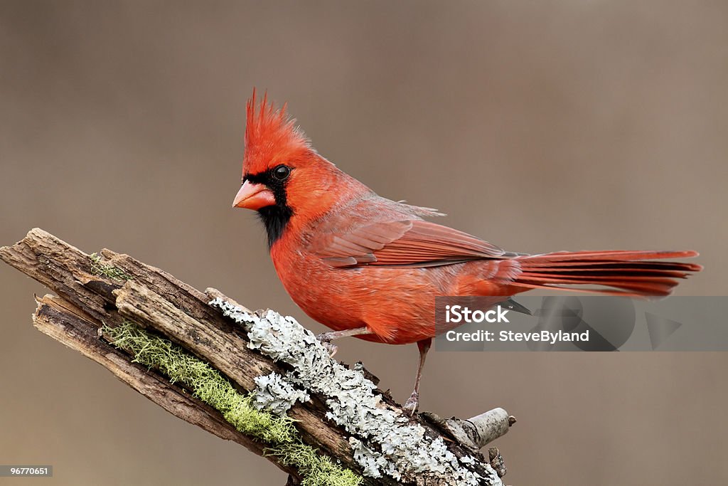 Cardinal On A Stump  Animal Stock Photo