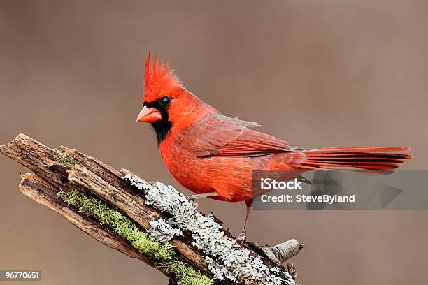 Cardinal On A Stump Stock Photo - Download Image Now - Animal, Animal Wildlife, Animals In The Wild