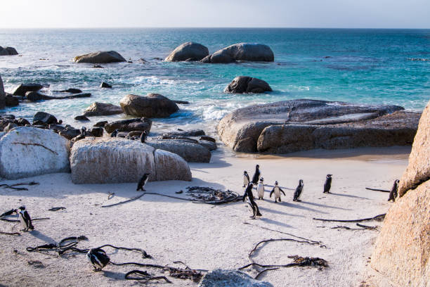istock Landscape with Jackass penguins on the beach 967712736
