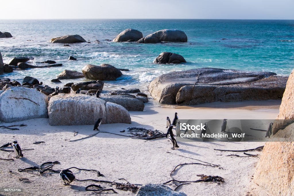 Landscape with Jackass penguins on the beach Landscape with Jackass penguins on the beach and blue sea water in the background scattered with large boulders. Cape Town Stock Photo