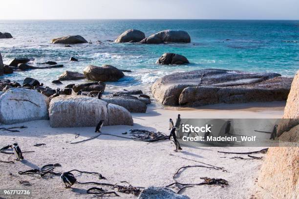 Landscape With Jackass Penguins On The Beach Stock Photo - Download Image Now - Cape Town, Animal, Animal Wildlife