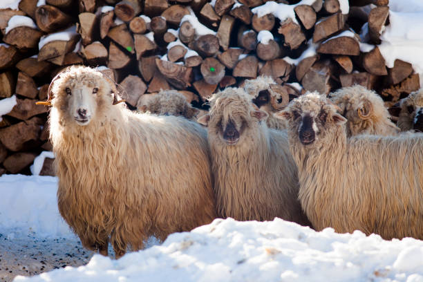 istock beautiful sheep in winter 967716026