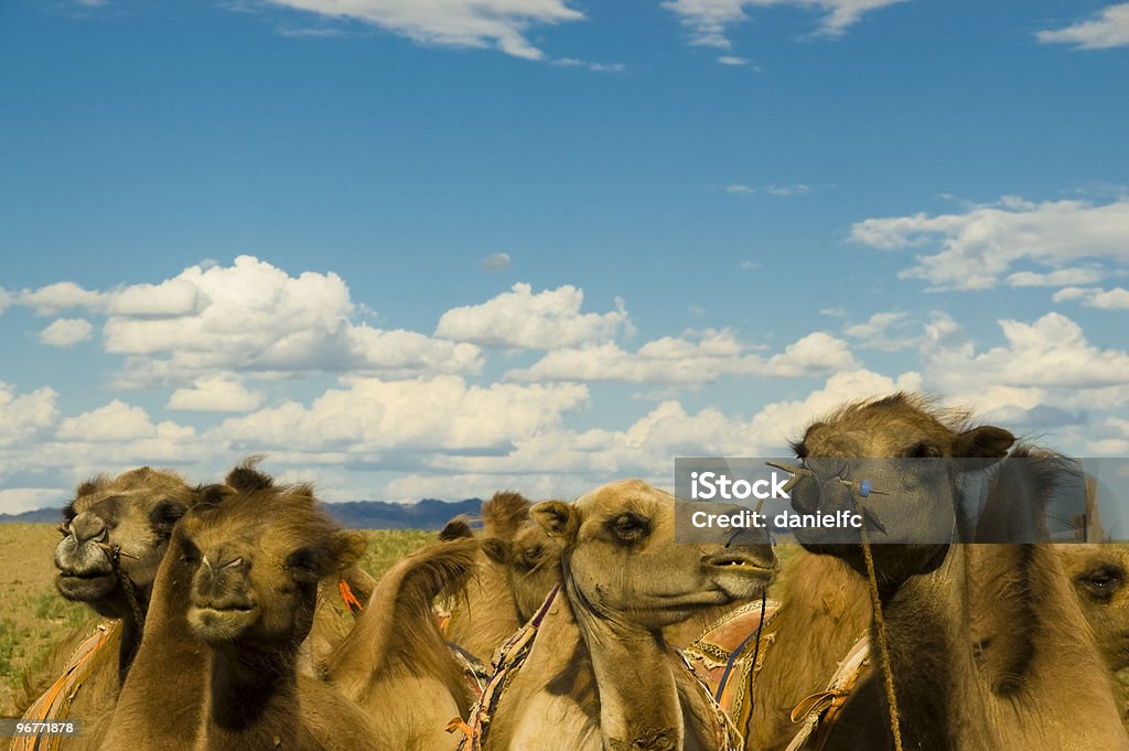 Turquistão camels - Royalty-free Animal Foto de stock