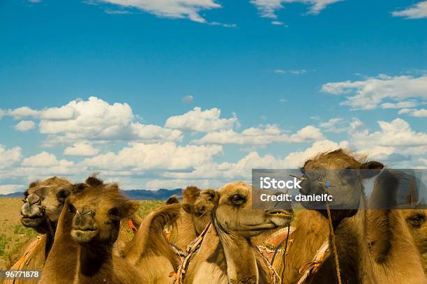 Turquistão Camels - Fotografias de stock e mais imagens de Animal - Animal, Animal Doméstico, Ao Ar Livre