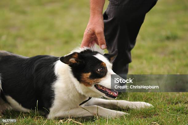 Foto de Cão Pastor De Obediência e mais fotos de stock de Adulto - Adulto, Agachando-se, Animais Machos