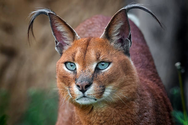 Caracal Detail of caracal head with attentive look caracal stock pictures, royalty-free photos & images