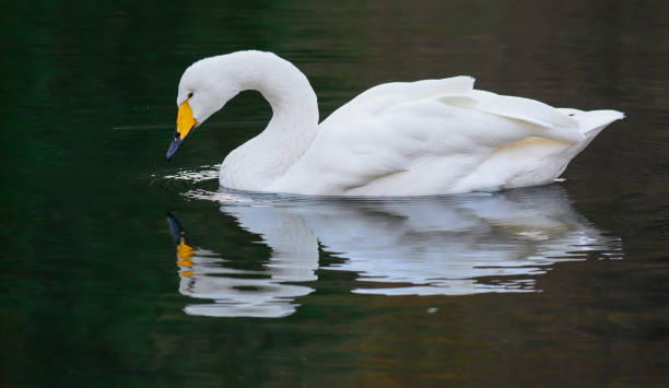 istock clean white and cute white swan and reflection 967720426