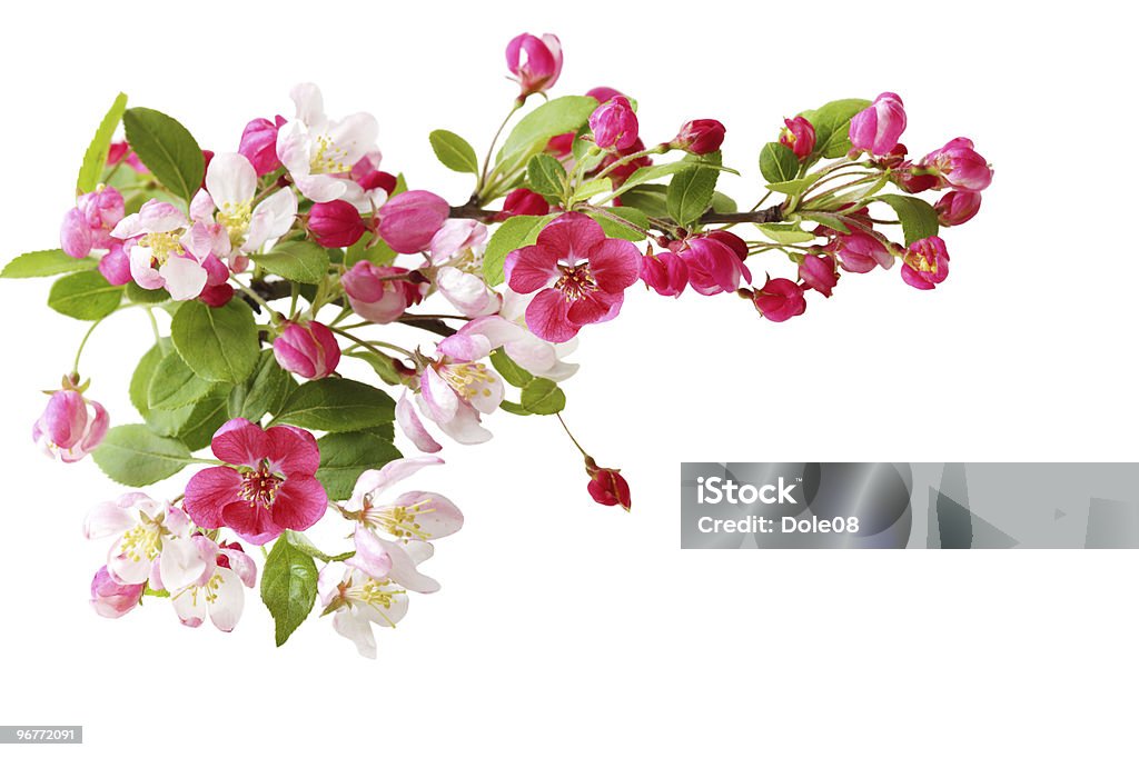 桜の開花 - カットアウトのロイヤリティフリーストックフォト